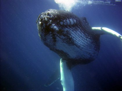 Identificação e Biogeografia de Cetáceos