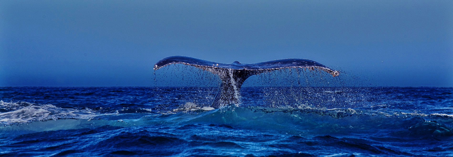 Banner Identificação e Biogeografia de Cetáceos